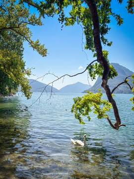 Summer lakeside view from Parco Ciani with swan swimming on clear water and mountains in the background, Lugano, Switzerland