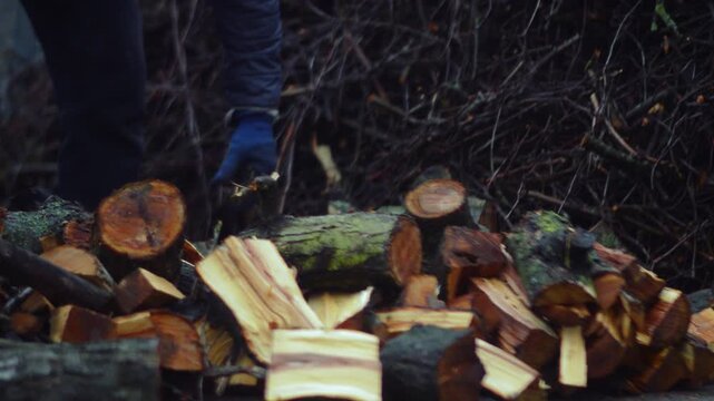 preparing for winter chopping stumps for firewood to heat the house