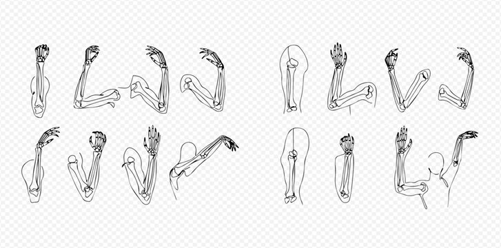 Human arm bones and muscles anatomical structure vector illustration set for medical and educational purposes.