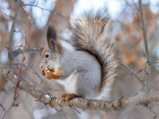 Fototapeta premium The squirrel with nut sits on tree in the winter or late autumn