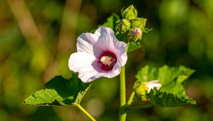 Obraz premium Beautiful White Hibiscus Flower in Bloom.