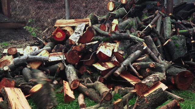 preparing for winter stacking stumps for firewood for heating the house