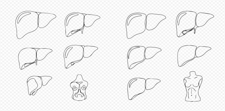 Set of human liver anatomy line art illustrations on a transparent background, depicting various views and details of the organ.