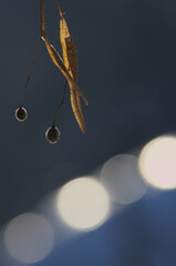 Linden nuts in the January sun

