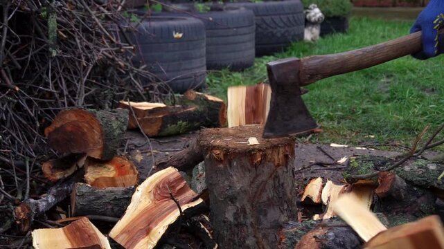 preparing for winter chopping stumps for firewood to heat the house