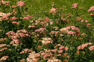 Beautiful Salmon-pink Common Yarrow (Achillea millefolium 'Lachssch&ouml;nheit') blooming with flat flower clusters in a bright summer garden