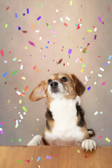 Portr&auml;t eines Beagle Mischling