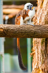 Saguinus oedipus, cotton-top tamarin, on a sunny summer day