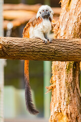Saguinus oedipus, cotton-top tamarin, on a sunny summer day