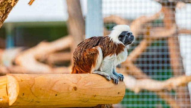 Saguinus oedipus, cotton-top tamarin, on a sunny summer day