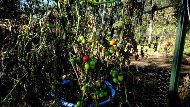 Close up of last clusters of cherry tomatoes hanging from withered vines and moving camera away showing more dying plants tangled to trellis and fence after first frost killed most crops. There is chi
