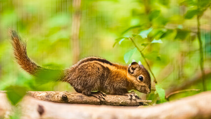 Tamiops swinhoei, swinhoe's striped squirrel, on a sunny summer day