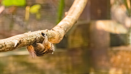 Tamiops swinhoei, swinhoe's striped squirrel, on a sunny summer day