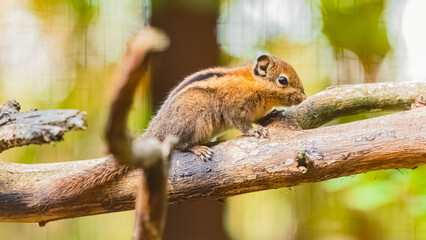 Tamiops swinhoei, swinhoe's striped squirrel, on a sunny summer day