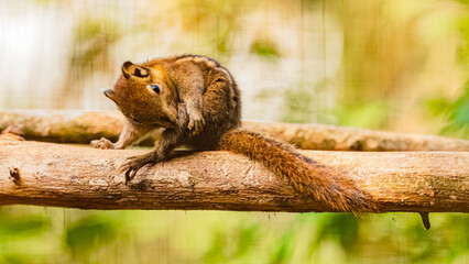Tamiops swinhoei, swinhoe's striped squirrel, on a sunny summer day