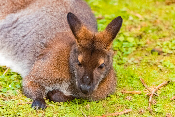 Wallabia rufogrisea rufogrisea, wallaby, on a sunny summer day