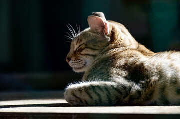 Getigerte Katze genie&szlig;t die Sonnenstrahlen