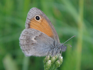 Obraz premium Small heath butterfly (Coenonympha pamphilus) resting on a flower bud