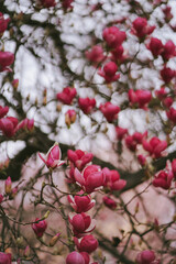 Bright big pink magnolia flowers close up. Flowering branches of magnolia in spring garden