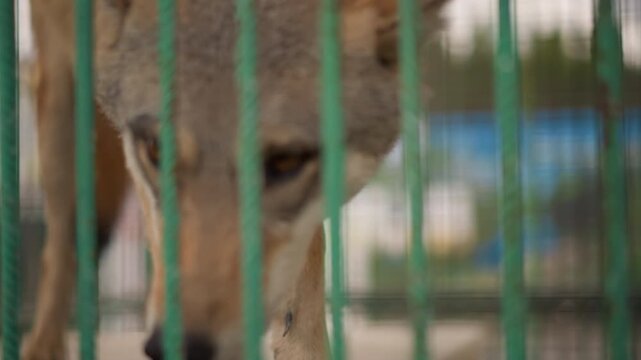 coyote behind green metal bars sniffing, closeup of anxious muzzle and whiskers, tongue touching rusted bar, shallow depth focusing face while background blurs, daylight shelter setting, atmosphere