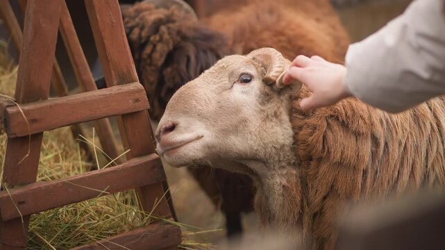person hand petting sheep barn, closeup of woolly ewe nuzzling wooden feeder, warm golden light, hay scattered, gentle tactile interaction, calm pastoral mood, caregiver role implied, homestead
