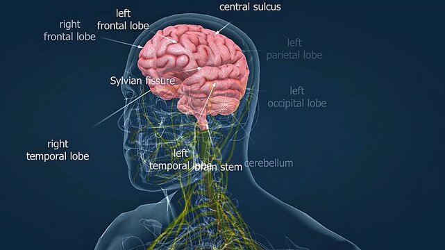 Human brain anatomy includes cerebrum, cerebellum, and brainstem with specialized lobes for control and cognition.