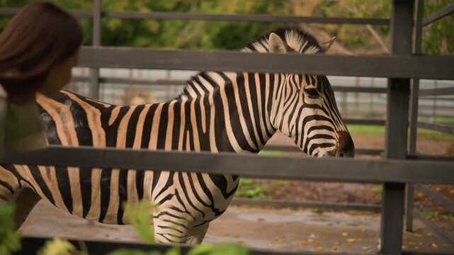 zebra by wooden fence at zoo, woman visitor leaning nearby in profile while striped equid stands in shaded paddock, green foliage and wooden rails frame closeup, afternoon light, tranquil