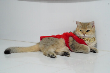 Stylish cat lounges comfortably, wearing vibrant red outfit and gold chain, exuding sense of confidence and charm. playful attire adds fun element to scene