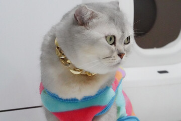 Stylish cat wearing colorful sweater and gold chain necklace poses elegantly. cat unique features and vibrant outfit create charming and fashionable appearance