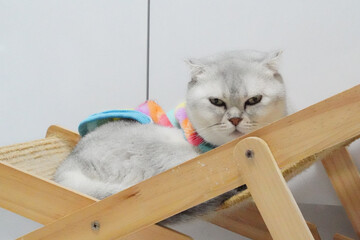 Gray cat with flat face rests on wooden cat bed, wearing colorful sweater. cat appears calm and relaxed, showcasing its unique features and cozy environment