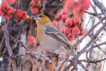 Obraz premium Pine Grosbeak Female Eating Red Berries in Winter