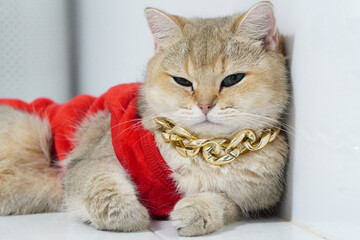 Fluffy cat wearing red outfit and gold chain, lounging comfortably. cat has relaxed expression, showcasing its stylish appearance and unique personality