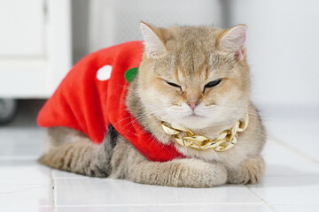 Cute cat wearing red outfit with gold chain, resting on white tiled floor. cat has relaxed expression, showcasing its fluffy fur and unique style