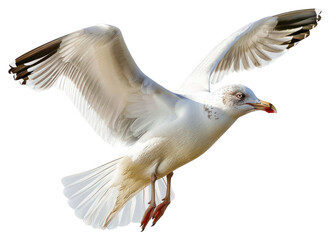 Obraz premium PNG Graceful seagull in mid-flight
