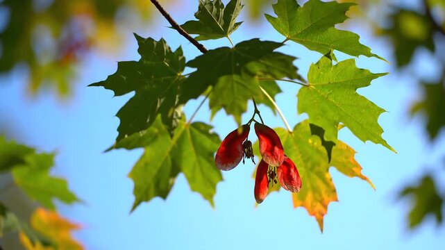 Maple Tree Leaves and Samaras Against a Bright Blue Sky in Autumn.