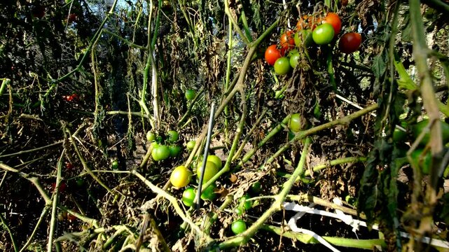 Moving camera close to withered tomato plants showing last bunches of cherry tomatoes hanging from dying vines after first frost killed most crops in vegetable garden