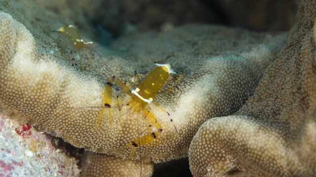 Peacock shrimp's patterned body and legs are shown clearly in close-up profile, Nil Desperandum, Banda Sea, Indonesia.