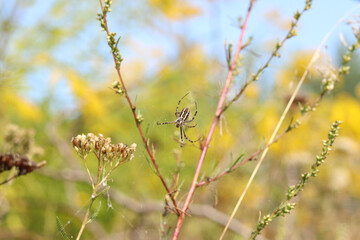 Spider Argiope bryuennichi. Bright spider on a blurred nature background. Spider with a striped yellow-black-white abdomen, close-up. Spider on a web close-up