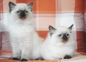 Zwei Ragdoll K&auml;tzchen sitzen auf einem Gartenstuhl