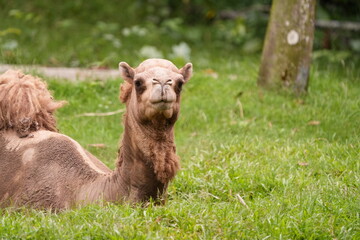 Camel resting on grass