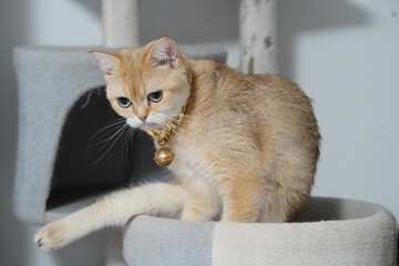 Playful cat with golden coat sits on soft, multi level cat tree, showcasing its curious expression and elegant posture. cat wears decorative collar, adding charm to its appearance
