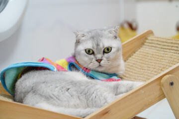 Fluffy gray cat with large green eyes relaxes on wooden cat bed, wearing colorful blanket. cozy setting creates warm and inviting atmosphere