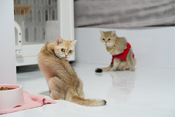 Pair of domestic cats are seen cozy indoor setting. One cat with light brown coat sits gracefully while looking back showcasing its expressive eyes. other cat dressed red outfit sits nearby adding