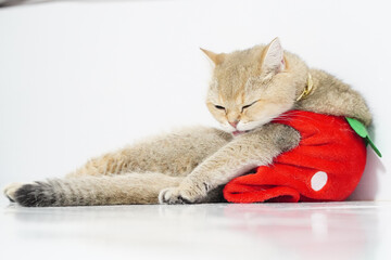 Cute cat wearing strawberry costume is lounging comfortably. cat appears relaxed and content, showcasing its playful side. vibrant red costume adds fun touch to scene