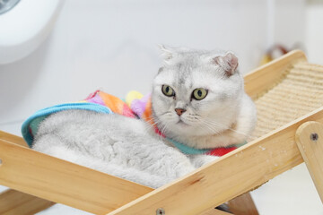 Fluffy cat with round face and large eyes rests comfortably on wooden cat bed, wrapped in colorful blanket. serene atmosphere highlights cat calm demeanor
