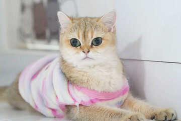 Cute cat wearing colorful sweater lounges comfortably on white surface, showcasing its large, expressive eyes and soft fur. playful outfit adds charming touch to its adorable appearance