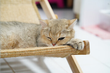 Relaxed cat rests on wooden lounge chair, showcasing its soft fur and peaceful demeanor. cozy setting creates warm and inviting atmosphere, perfect for lazy afternoon