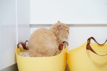 Fluffy orange cat sitting comfortably in yellow basket, showcasing its soft fur and relaxed demeanor. cat appears content and cozy in its unique resting spot