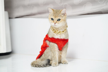 Stylish cat wearing red outfit and gold chain sits gracefully on white floor, showcasing its unique fashion sense and playful personality