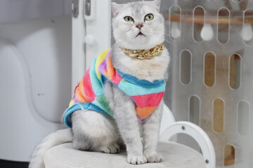Stylish cat wearing colorful sweater and gold chain sits elegantly on stool, showcasing its unique personality and charm. vibrant outfit adds playful touch to scene